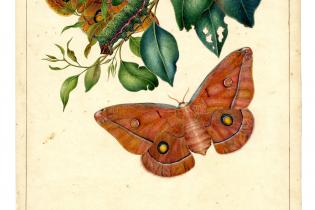 Images from the Harriet and Helena Scott Australian Lepidoptera Collection